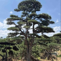 造型松
