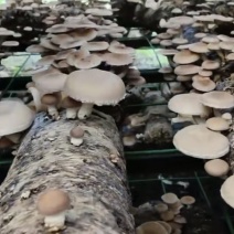 鲜马桑菌
