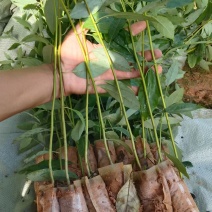 木姜子苗（山苍子）