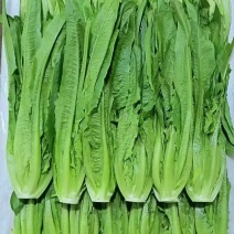 油麦菜