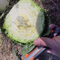 精品甘蓝