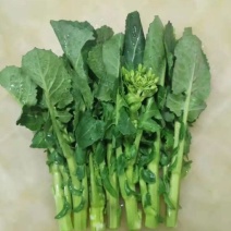 板蓝根菜