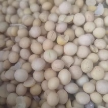 黄豆