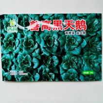善高黑天鹅黑叶矮脚苏州青青菜种籽高产耐寒四季矮油亮蔬菜种