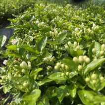重瓣香水茉莉花苗2年大苗原产地直发
