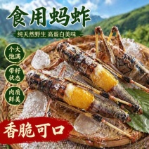东亚飞蝗鲜活蚂蚱冰鲜蚂蚱