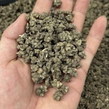 正宗猫爪草，优质猫爪草，产地直售