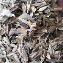 百日草种子，产地直发，量大从优，