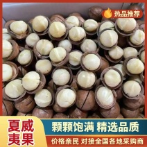 【热卖推荐】河南夏威夷果量大优惠品质保障对接电商商超批发