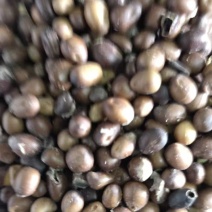 苦参籽，产地直发。量大从优。
