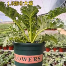 羽衣甘蓝盆栽