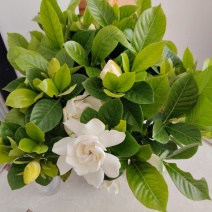 茉莉盆栽，水培栀子花