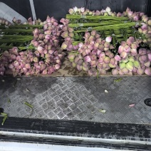 重瓣鲜切荷花