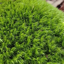 苔藓出售