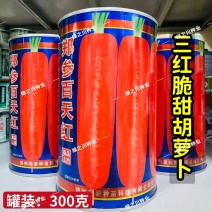 郑参百天红胡萝卜种子高产脆甜三红胡萝卜种籽七寸胡萝卜种子