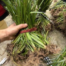雅安红心石菖蒲苗5000棵起拍