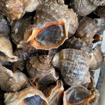 新鲜海螺
