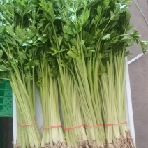 【塞上香芹】宁夏香芹基地种植，代发全国，诚信经营合作共赢