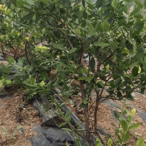地栽蓝莓4年露天大树