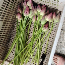 荷花新鲜荷花花苞