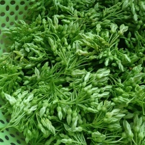 蔬菜夜香花