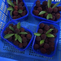 浙江东魁杨梅现摘现发