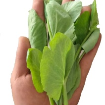 精品高山豌豆尖