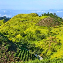 急转四川筠连有1000亩高山茶园，可承包也可合作