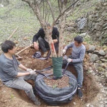 大山茱萸苗质量保证价格优惠产地直发量大优惠