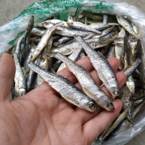 小白条亮白条鱼干蓝刀鱼干烟熏烘干