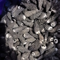 羊肚菌，产地发货，各种尺寸大小，精品通货，视频看过