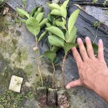 油茶苗