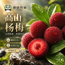 彭州高山杨梅基地直发东魁超甜杨梅自然树熟