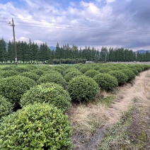 茶梅球清地退林大处理