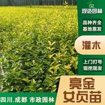 亮金女贞四川绿化工程苗花园庭院球型金叶小叶灌木树苗秋色叶