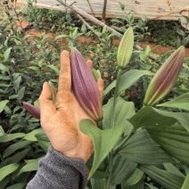 云南高原香水百合鲜切花基地批发量大从优超大花苞一级