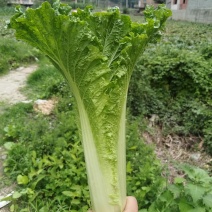贵州麻叶菜
