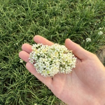韭菜花