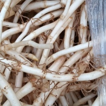 鱼腥草拆耳根