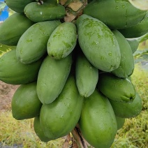 木瓜