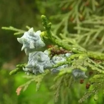 侧柏果，侧柏籽