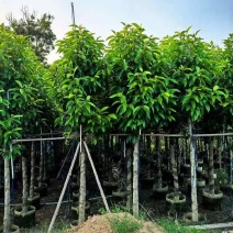 白玉兰5-25分，截杠，骨架，全冠，基地直销，一手货源