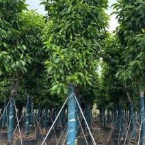 白玉兰骨架8-25分，基地直销，一手货源，大量低价出售