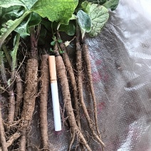 云木香种苗