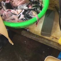 黑鱼下脚料
