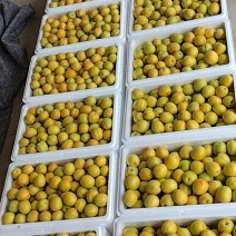 荷兰香蜜杏