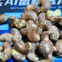 【腰果】精选腰果/干腰果/坚果/长期供货价格实惠