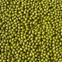 精品绿豆大量供应，可对接各大批发市场等，诚信经营