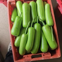 自产自销精品瓠瓜