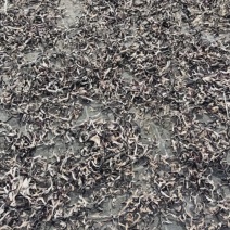 精品头茬木耳木耳丝